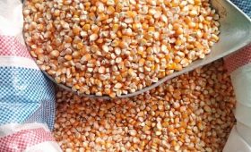 Jagung Pipilan untuk Pakan Ternak yang Berkualitas