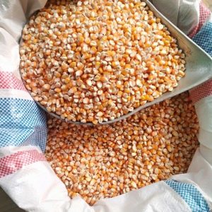 Jagung Pipilan untuk Pakan Ternak yang Berkualitas Jagung Pipilan untuk Pakan Ternak yang Berkualitas