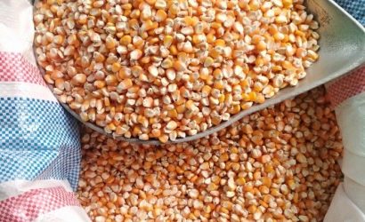 Jagung Pipilan untuk Pakan Ternak yang Berkualitas