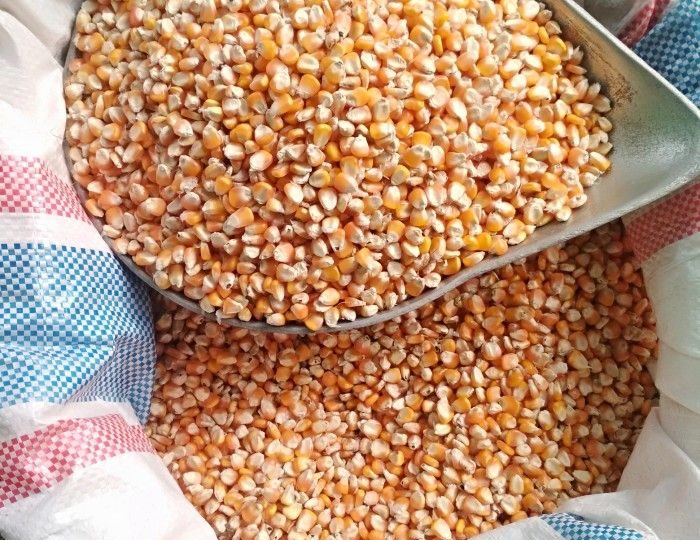 Jagung Pipilan untuk Pakan Ternak yang Berkualitas